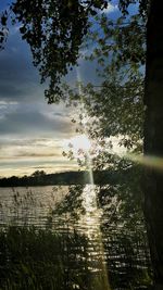 Sun shining through trees