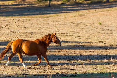 Side view of horse on field