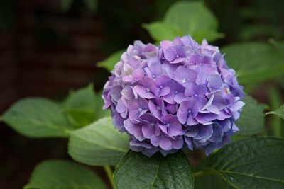 Close-up of fresh purple hydrangea