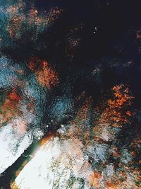 View of trees at night