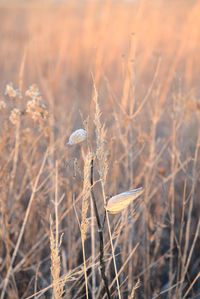 Dried seed pods at dawn
