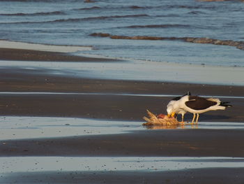 Dog standing on shore