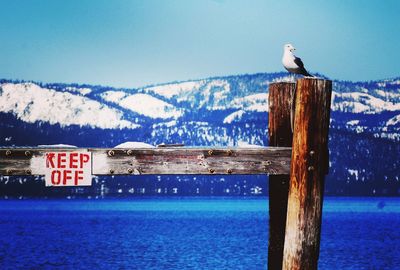 Seagull perching on wooden post by sea against blue sky