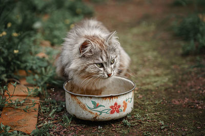 Cat looking away on field