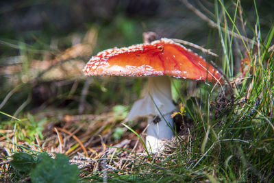 Close-up of mushroom growing on field