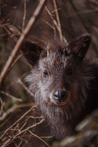 Close-up of deer