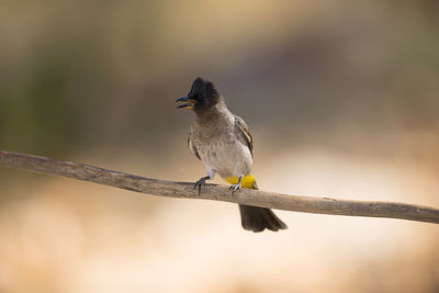 Close-up of bird perching on branch