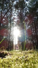 Trees in forest