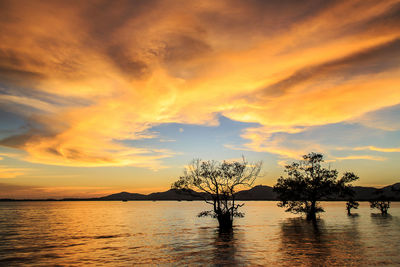 Silhouette trees by lake against orange sky