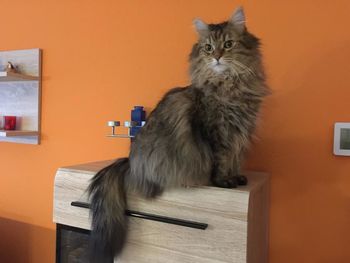 Portrait of cat sitting against orange wall