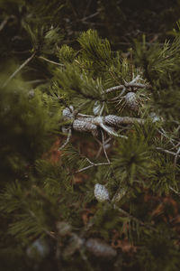 High angle view of pine cone on tree