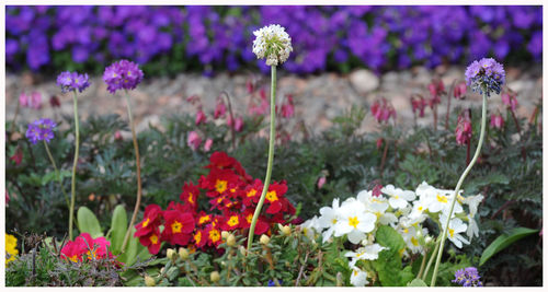 Close-up of flowers blooming in field