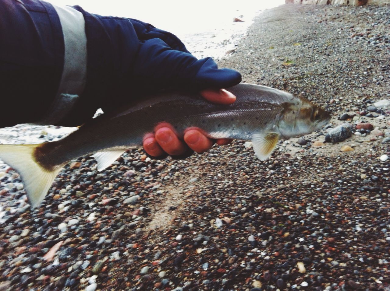 Sea trout