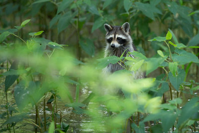 Portrait of an animal on land