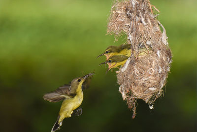 Close-up of birds flying