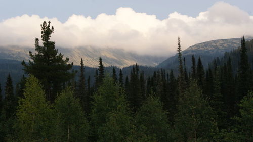 Panoramic view of pine trees in forest against sky