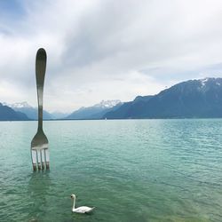 View of swan in lake against sky