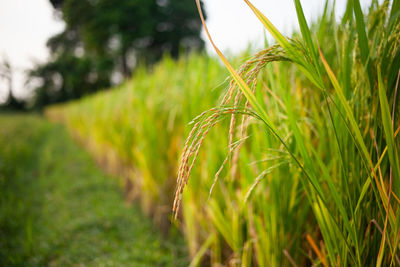 Macro view of raw rice or paddy crop field. organic agriculture for rice in india.