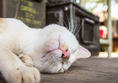 Close-up of cat sleeping
