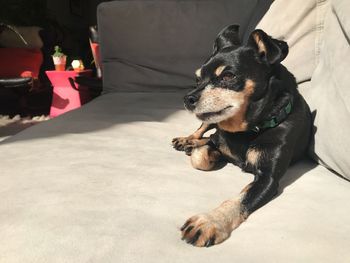 Close-up of dog looking away