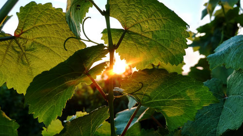 Close-up of fresh green leaves