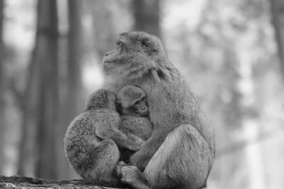 Close-up of monkey
