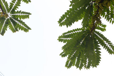 Low angle view of pine tree against sky