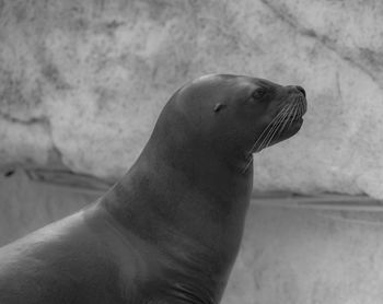 Close-up of sea lion