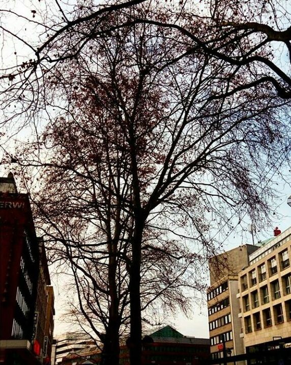 VIEW OF BARE TREES IN CITY