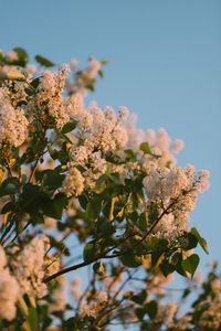 Low angle view of flowering plant against clear sky
