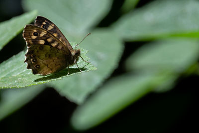 Close-up of butterfly on leaf