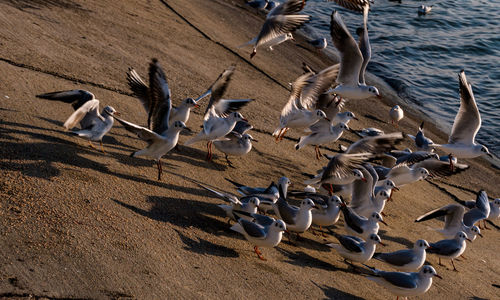 High angle view of seagulls on beach