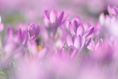 Close-up of pink flowering plants