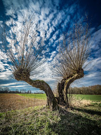 Trees on field against cloudy sky