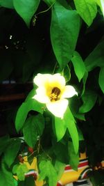 Close-up of yellow flower blooming outdoors