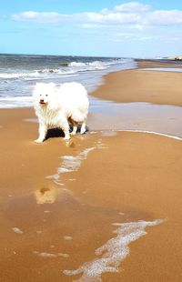 View of dog on beach