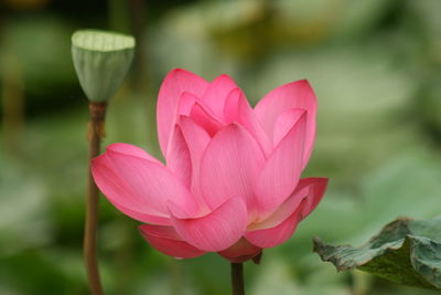 Close-up of pink lotus