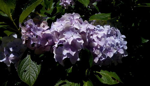 Close-up of pink hydrangea flowers in park