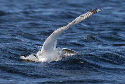 Close-up of swan swimming in lake