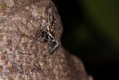 Close-up of spider on hand