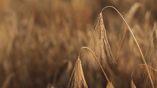 Close-up of wheat growing on field