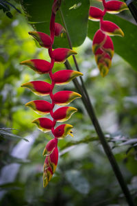 Close-up of red berries on plant