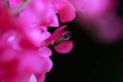 Bee pollinating on pink flower