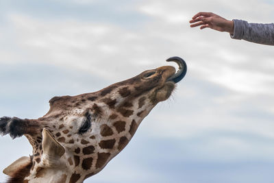 Giraffe sticks out tongue for human hand to put food on