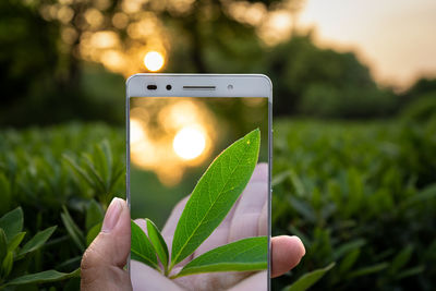 Close-up of hand holding mobile phone