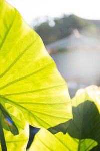 Close-up of yellow flower