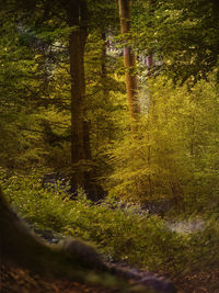 Trees growing in forest