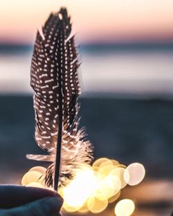 Close-up of hand holding feather against sea during sunset