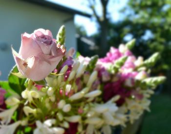 Close-up of pink flowers