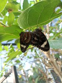 Close-up of butterfly on leaf